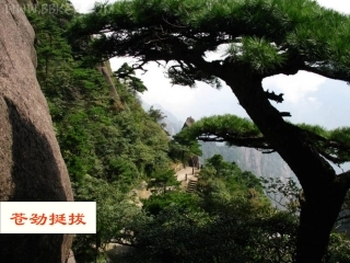 苍松怪石图题诗课件