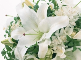 百合长在幽谷间，