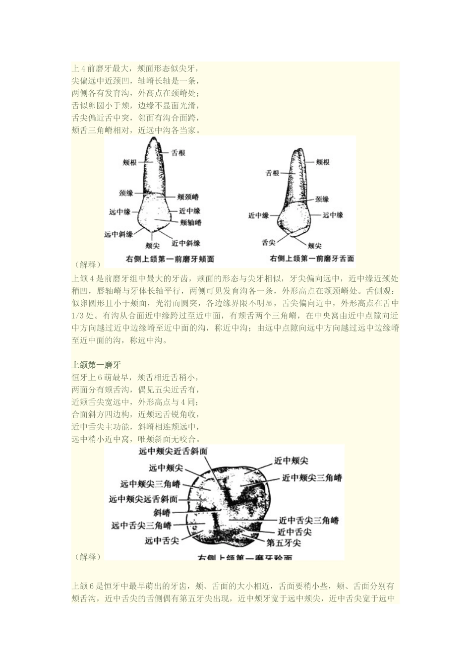 口腔知识速记之牙齿形态记忆口诀(附加图片)_第2页