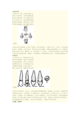 口腔知识速记之牙齿形态记忆口诀(附加图片)