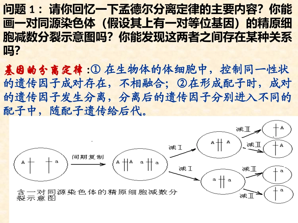 人教版高中生物必修2_第2章_第2节《基因在染色体上》课件_Microsoft_Office_PowerPoint_2007_幻灯片_第2页
