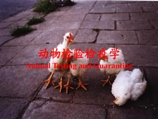 动物检疫学1家畜传染病的传染过程和流行过程