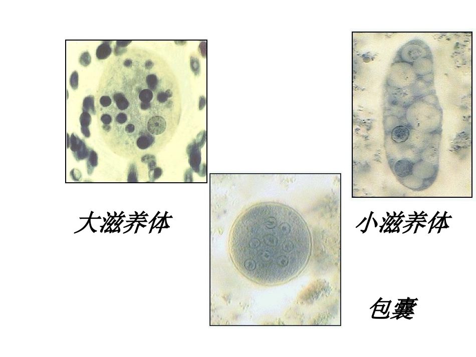 [所有分类]抗阿米巴虫驱肠虫药_第2页