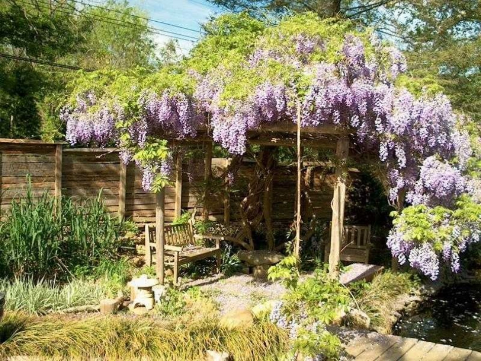 七年级语文《紫藤萝瀑布》课件_第2页