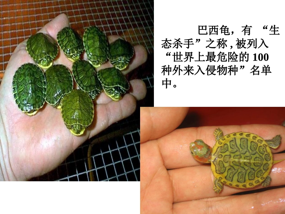 生物入侵者0_第3页