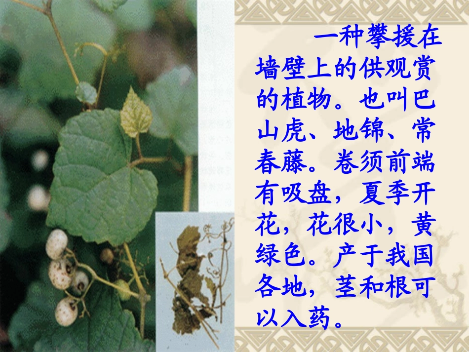 推荐小学语文四年级爬山虎的脚优秀课件4_第2页