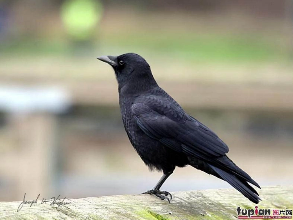 小乌鸦爱妈妈_第2页