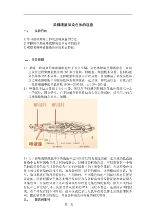 果蝇唾液腺染色体的观察