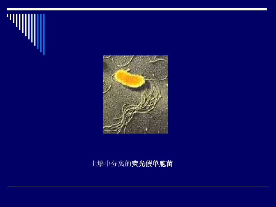 七、食品中常见的细菌_第3页