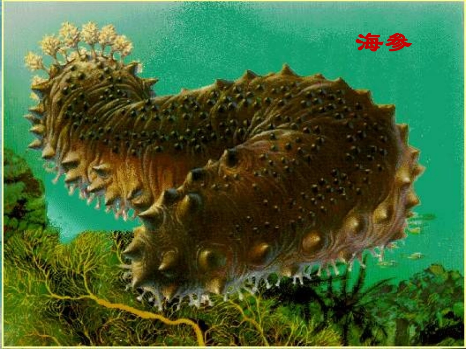富饶的西沙群岛教学设计（上课用）_第3页