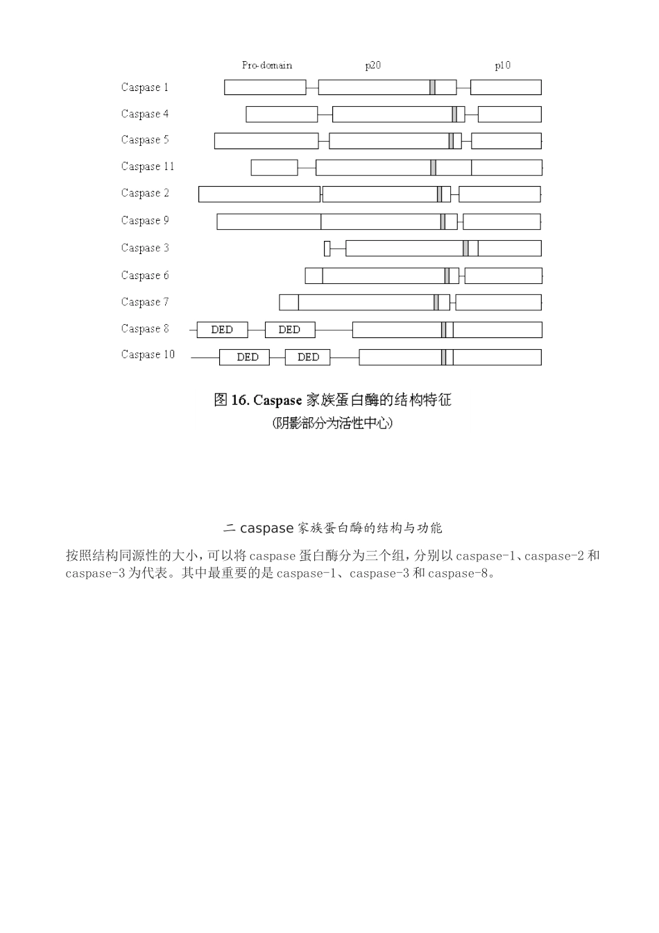 caspase家族及在细胞凋亡中的作用_第3页