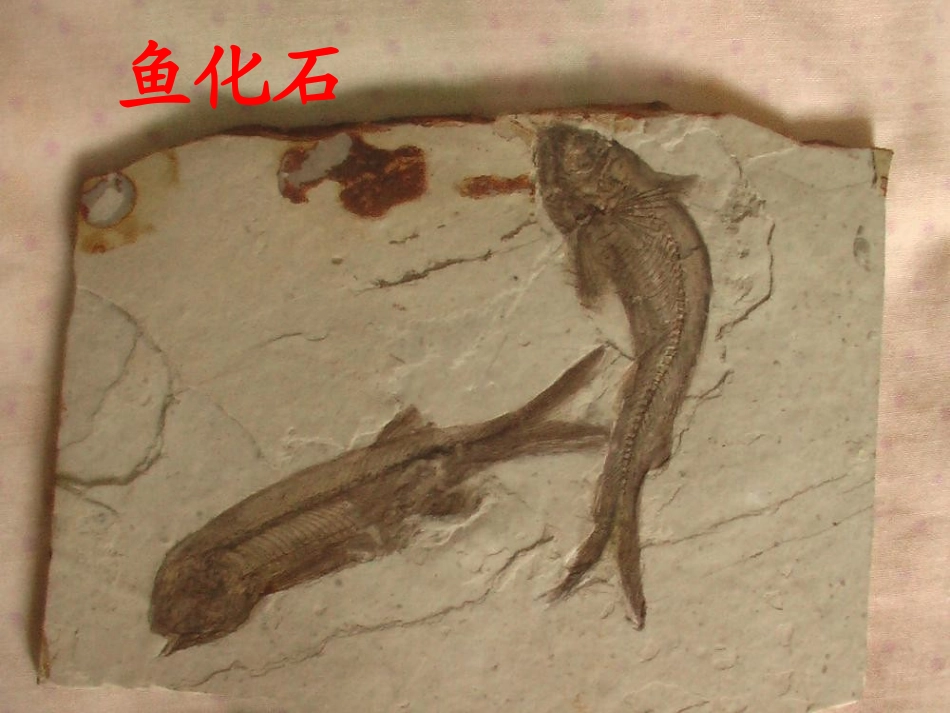 程新芳阜北小学(活化石）_第2页