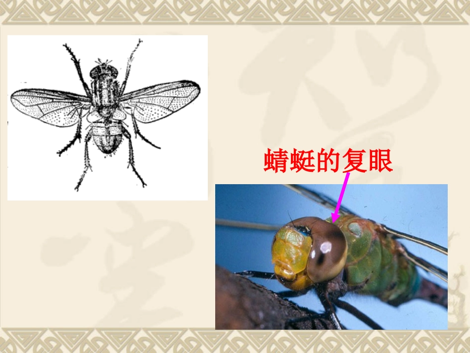 教科版小学科学六年级下册第一单元《放大镜下的昆虫世界》课件_第3页