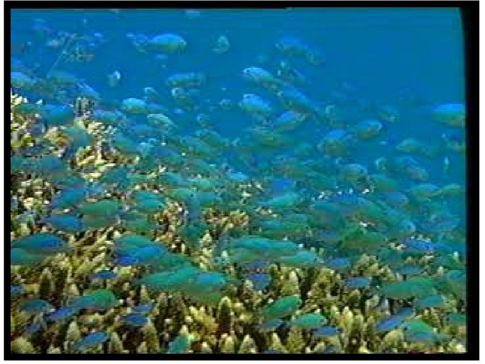 北师大版三年级语文　海底世界教学课件_第2页