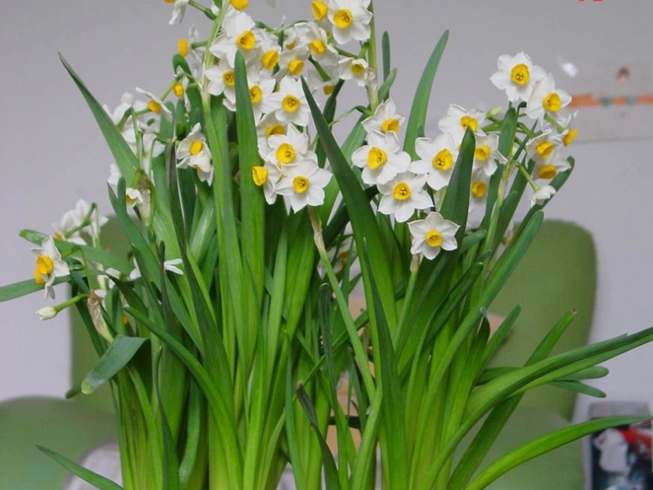 《桂花雨》PPT_第1页