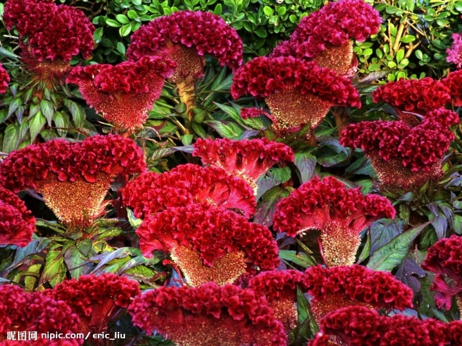 《桂花雨》PPT_第2页