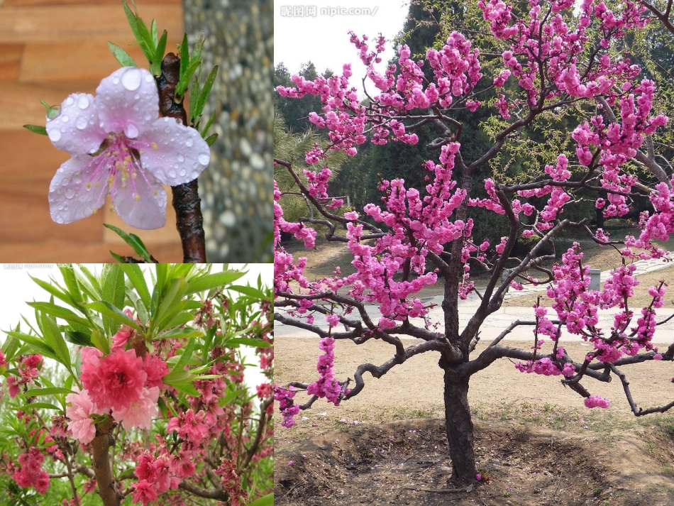 《桂花雨》PPT_第3页