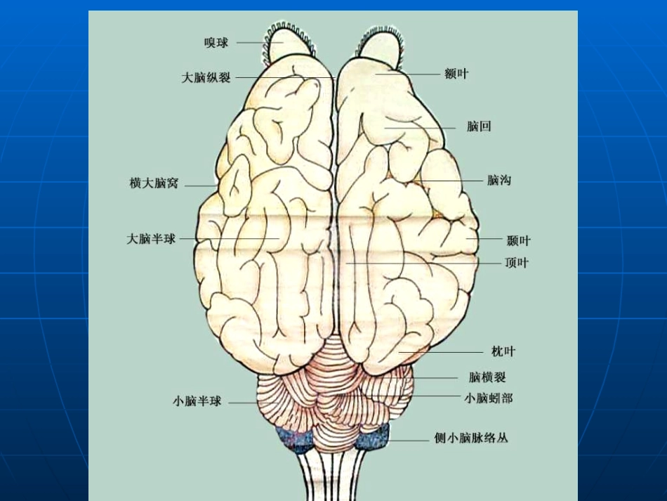 实习八-神经系统器官形态结构观察一、目的：1、了解脑的基本结._第3页