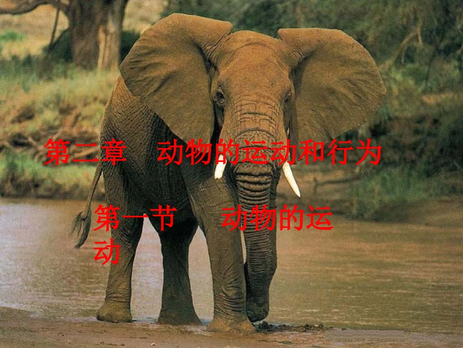 人教版新教材八年级生物上册第五单元第二章第一节动物的运动_第1页