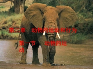 人教版新教材八年级生物上册第五单元第二章第一节动物的运动