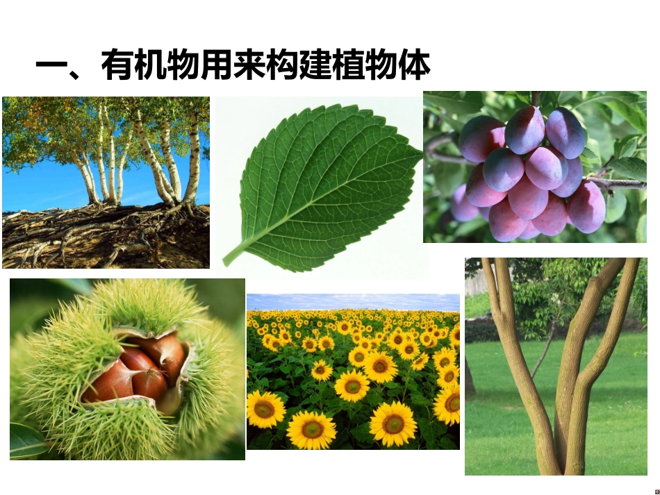 七年级生物：第5章绿色植物的呼吸作用_第3页