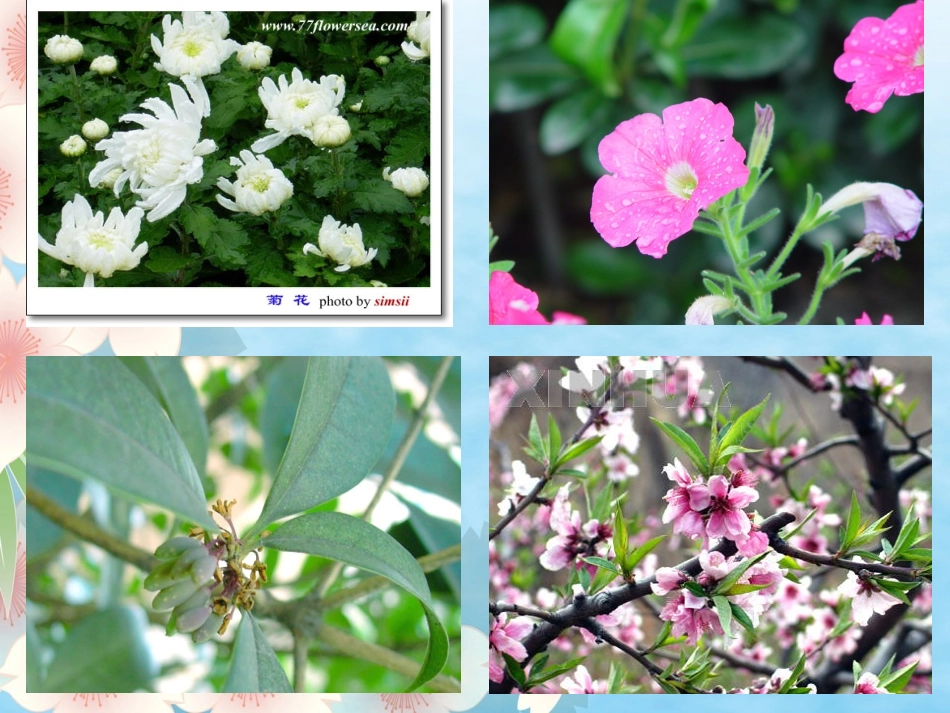 三上13《花钟》课件_第2页