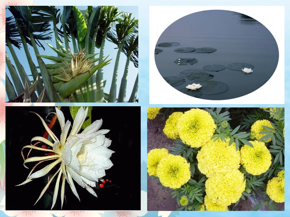 三上13《花钟》课件_第3页