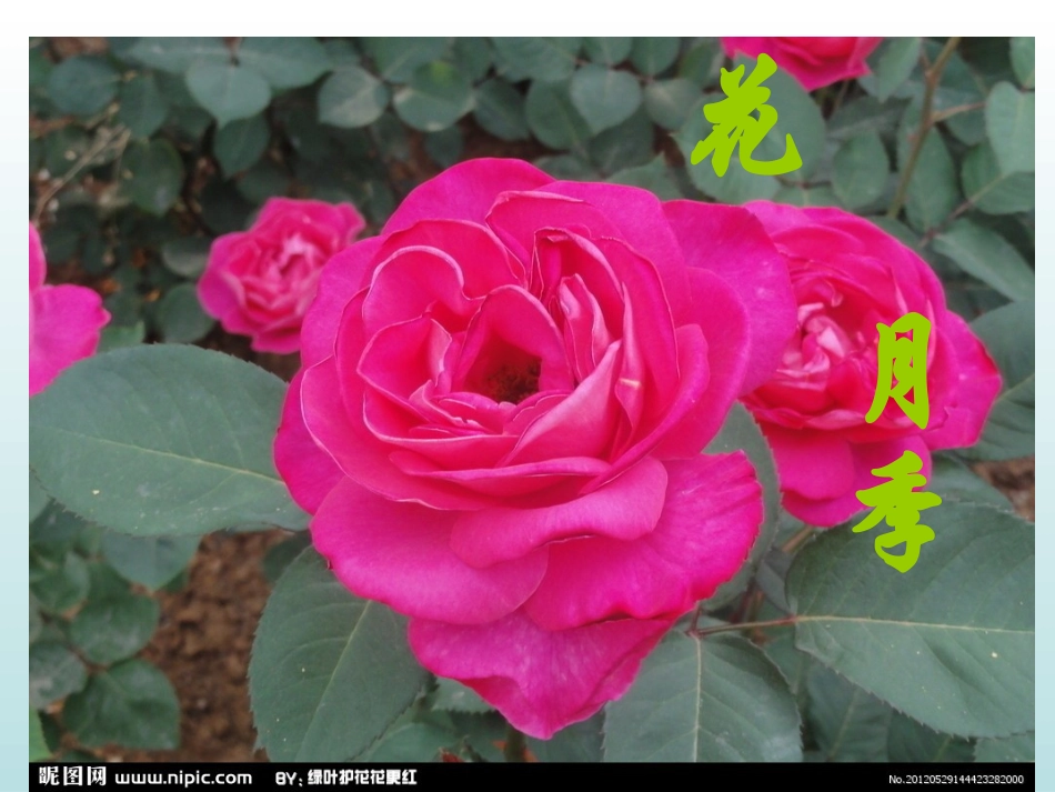 三年级上册13课花钟_第2页