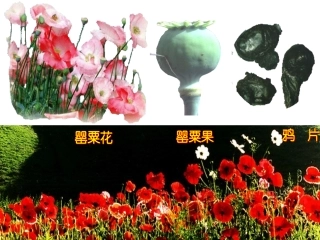 《第1课中英鸦片战争》课件