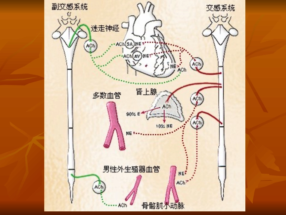 生理血液循环7_第2页