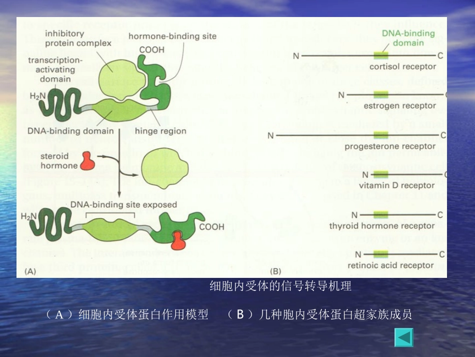 通过细胞内受体介导的信号传递(1)_第2页
