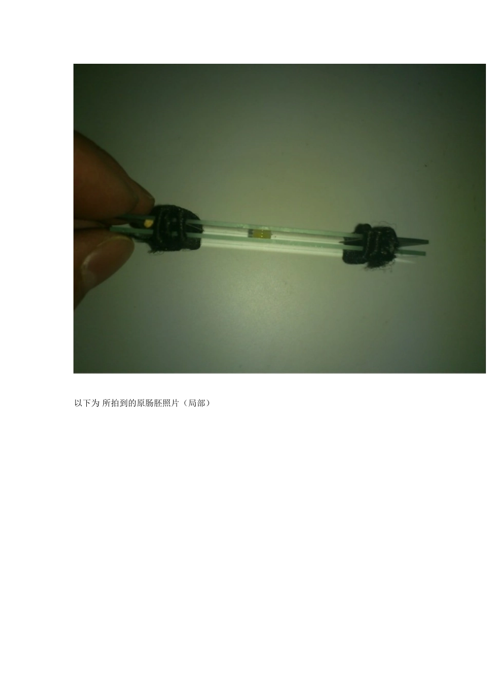 大卵径鱼卵的鱼类早期胚胎显微观察的简单易行的新方法(附虹鳟原肠胚照片)_第3页