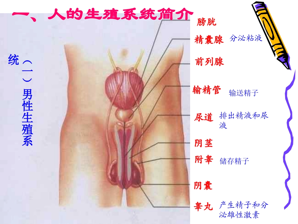 人的消化系统_第2页