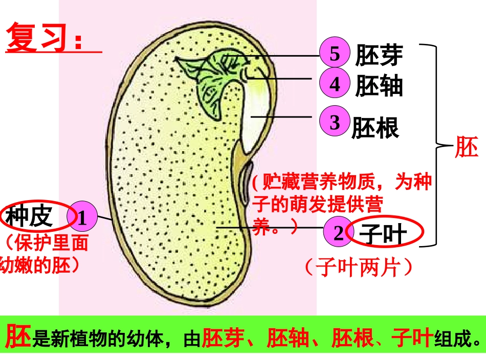 初一生物种子的萌发_第1页