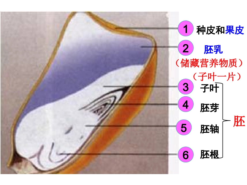 初一生物种子的萌发_第2页