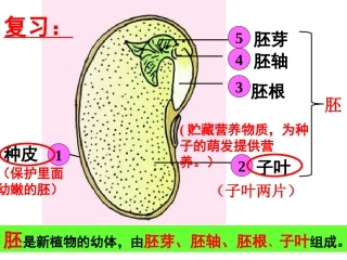 初一生物种子的萌发
