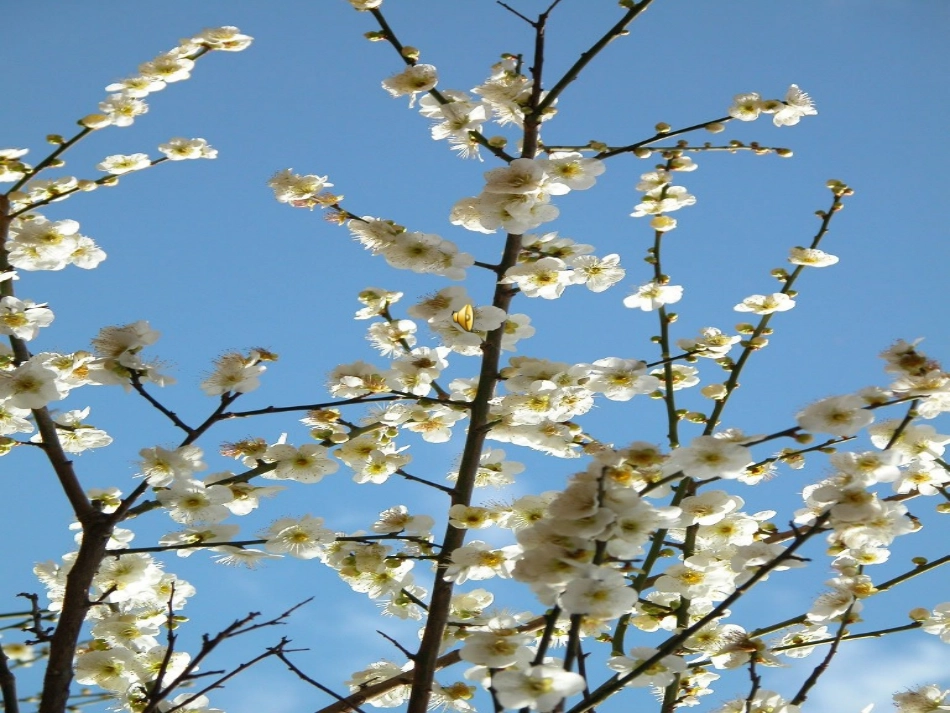 梅花课件(周云)_第1页