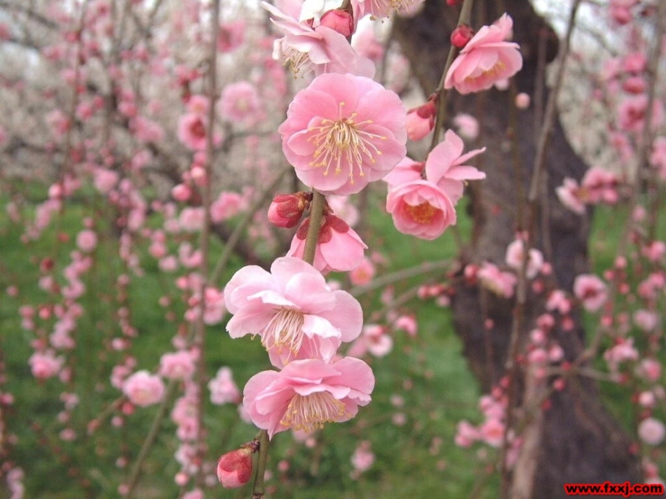 梅花课件(周云)_第2页