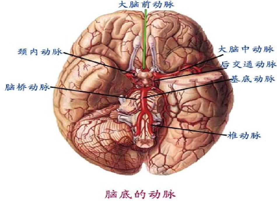 偏瘫并发症的处理_第3页
