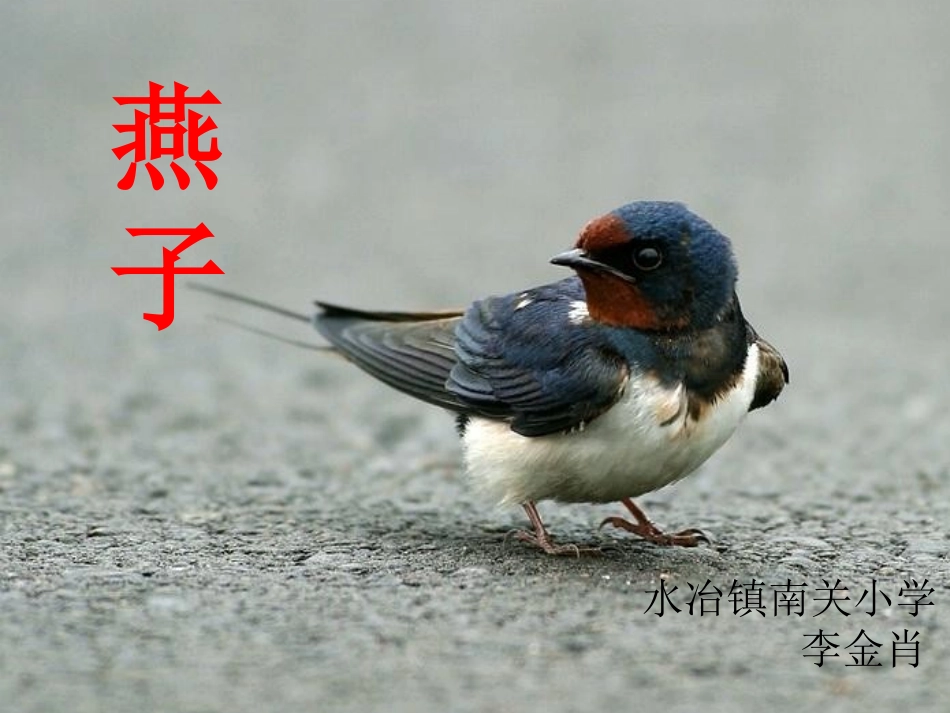 《燕子》课件——李金肖_第1页