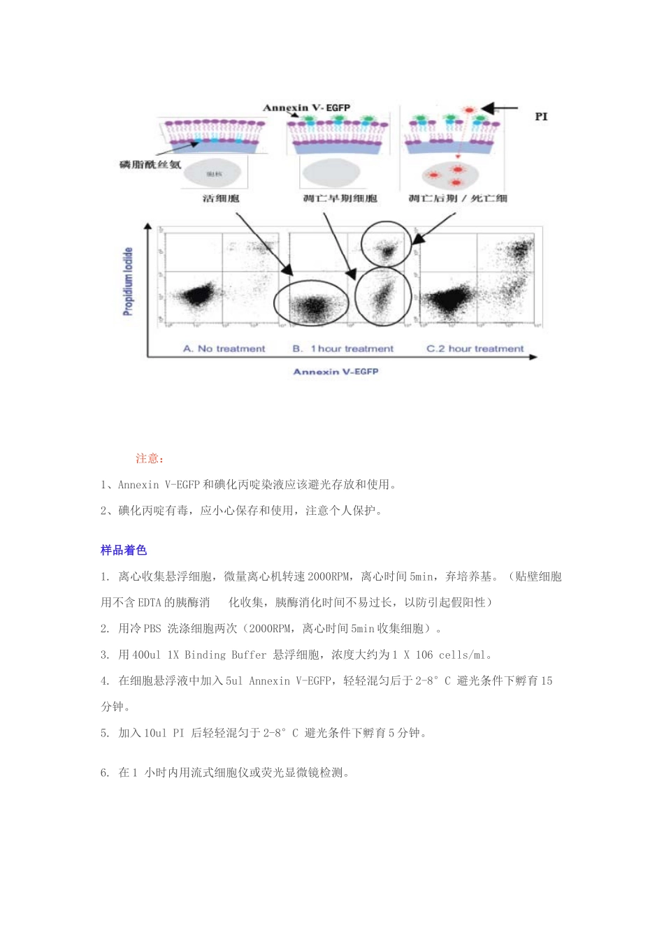 双染法检测细胞凋亡_第2页