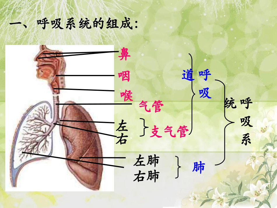 呼吸道对空气的处理32487066_第3页