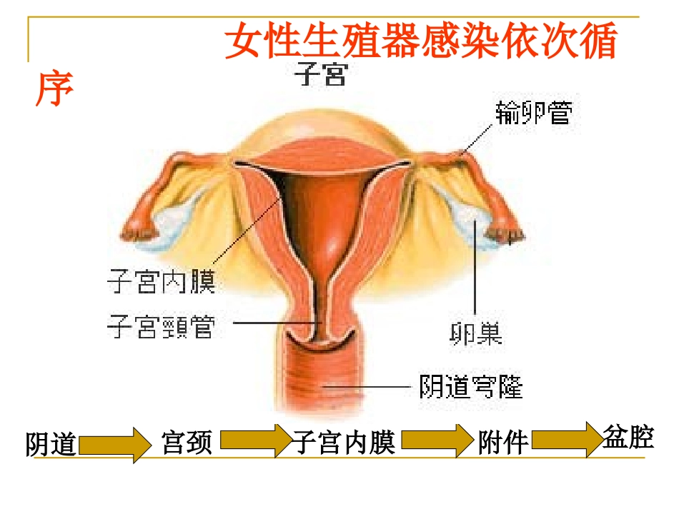 宫颈炎、附件炎、盆腔炎..._第3页