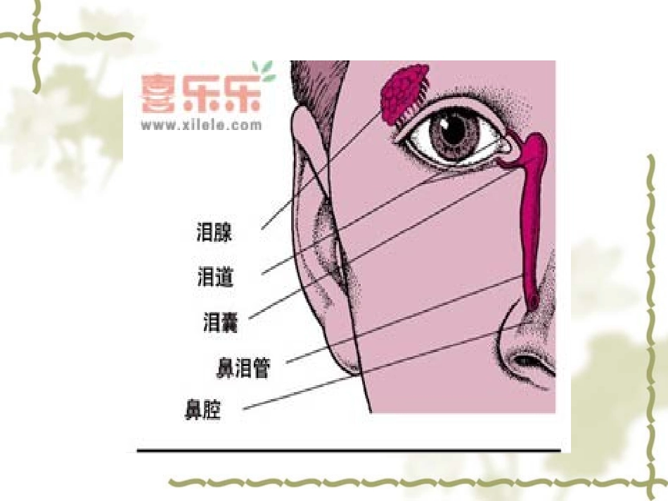 泪囊炎ppt_第2页