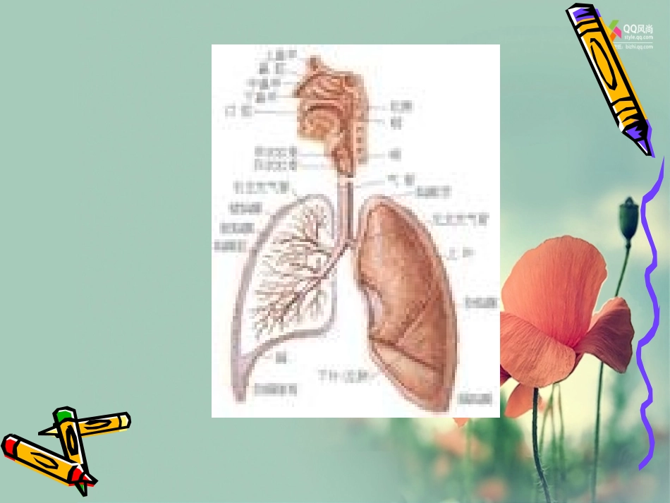 常见的呼吸道传染病有流行性感冒流行性腮腺炎流脑_第3页