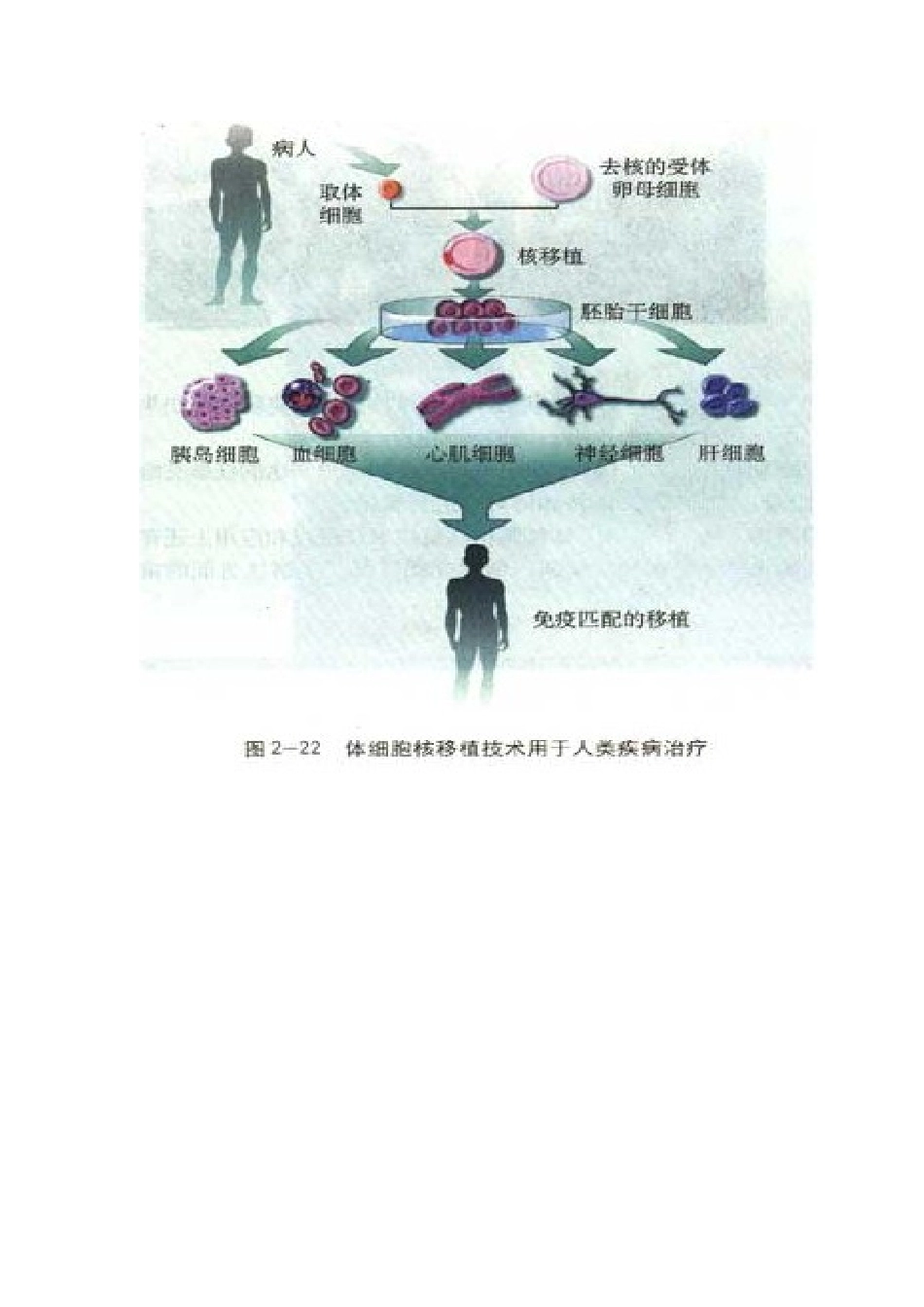 动物细胞培养学案_第3页