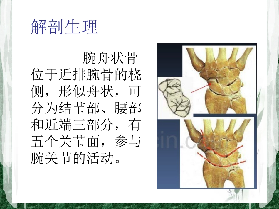 腕舟状骨骨折陈雁华讲义_第3页