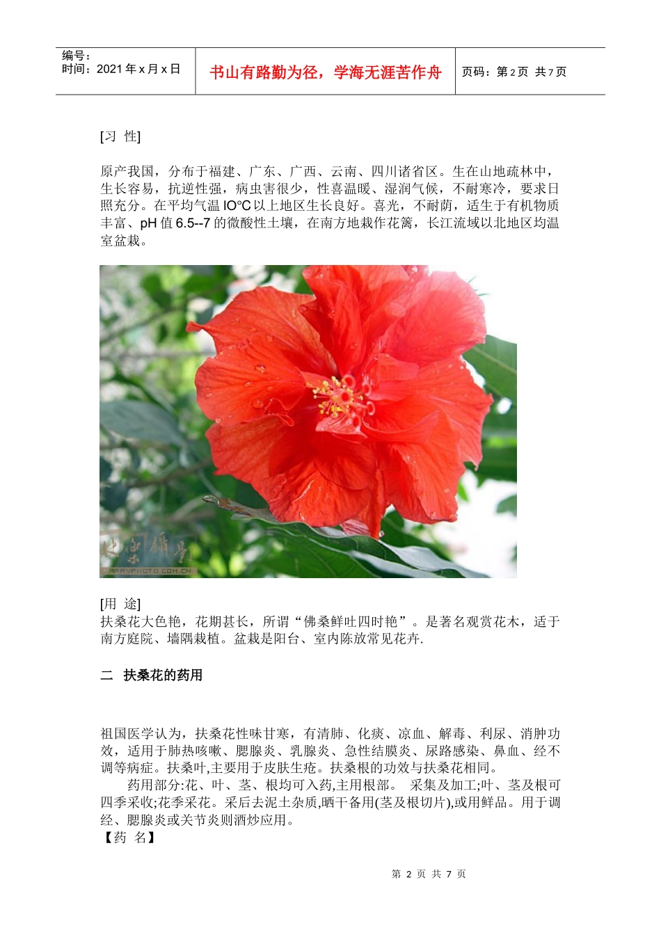 扶桑花的药用与食用(1)_第2页