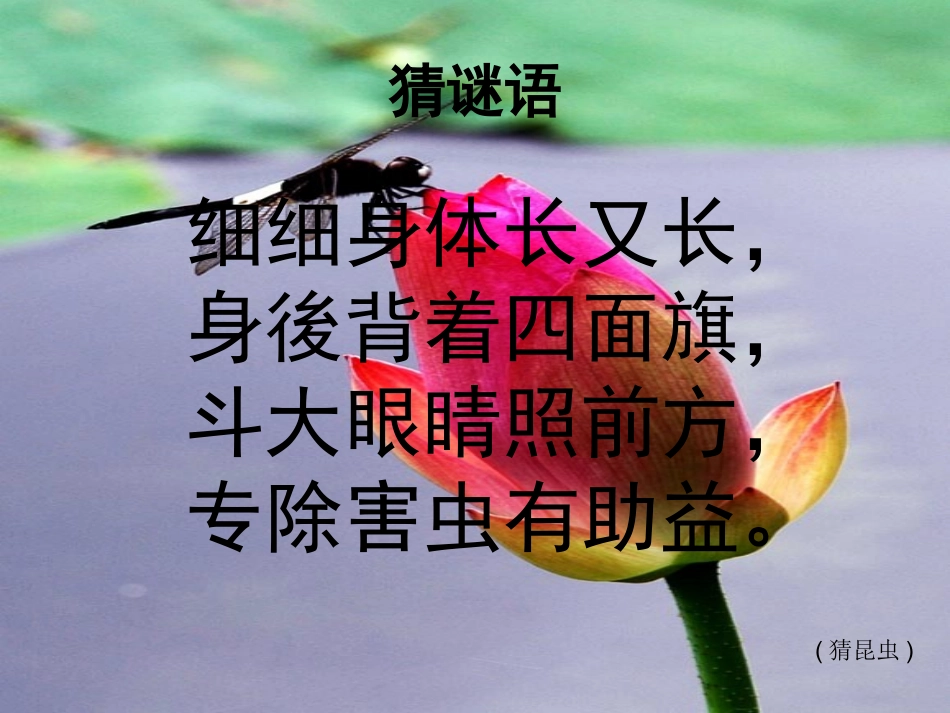 （湘美版）二年级美术上册课件美丽的昆虫2_第3页