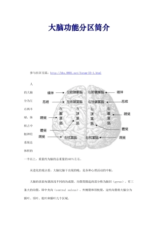 大脑功能分区简介